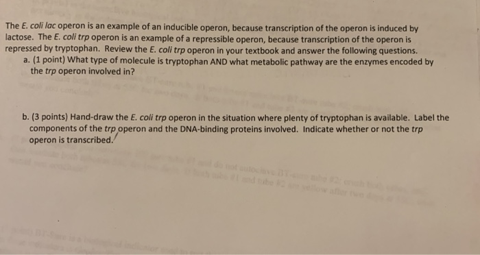Solved The E. coli lac operon is an example of an inducible | Chegg.com