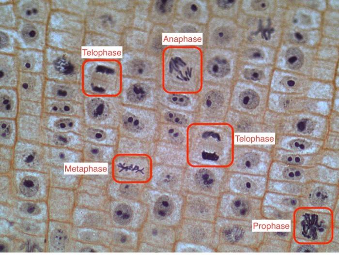 allium cepa root tip