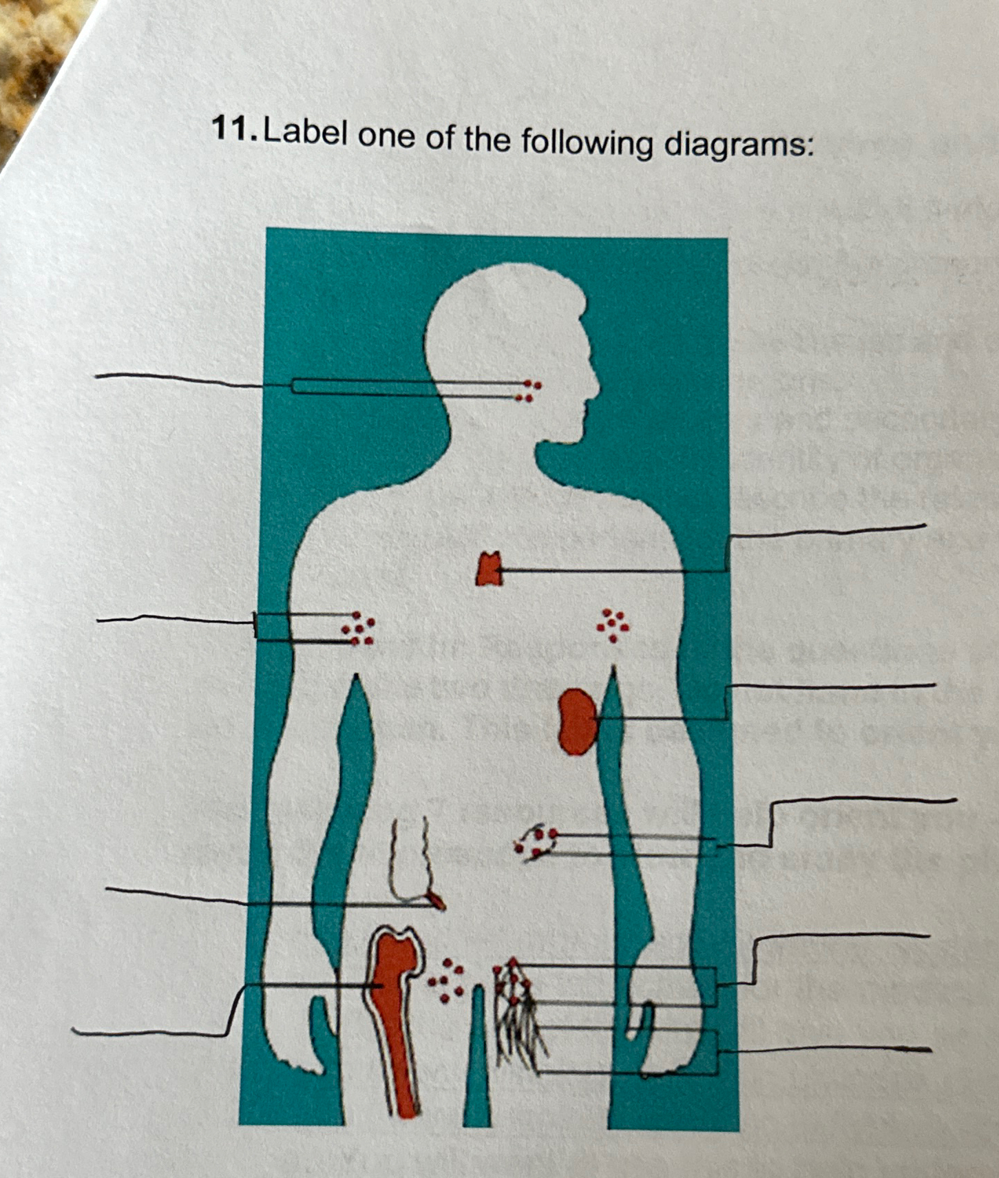 Solved Label the following diagram: | Chegg.com