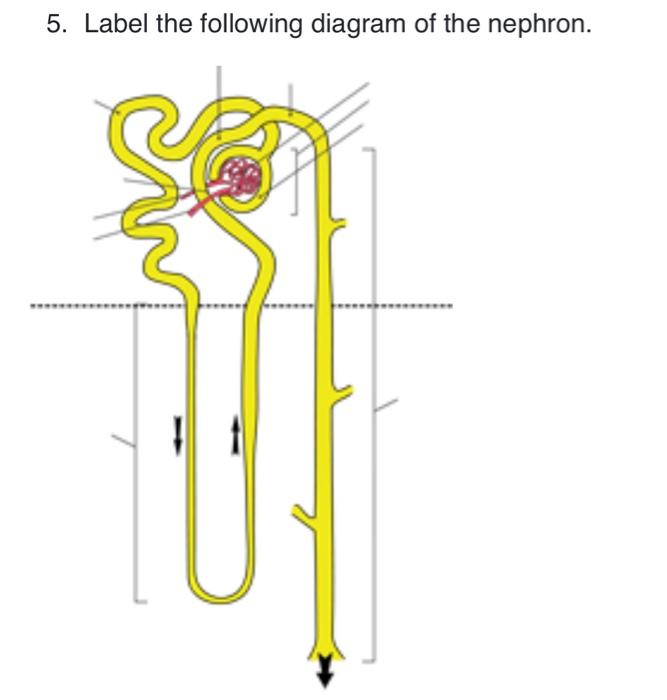 Solved 5. Label the following diagram of the nephron.