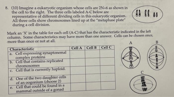 Solved 8. (10) Imagine a eukaryotic organism whose cells are | Chegg.com