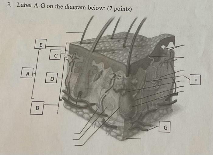 Solved 3. Label A-G on the diagram below: (7 noints) | Chegg.com