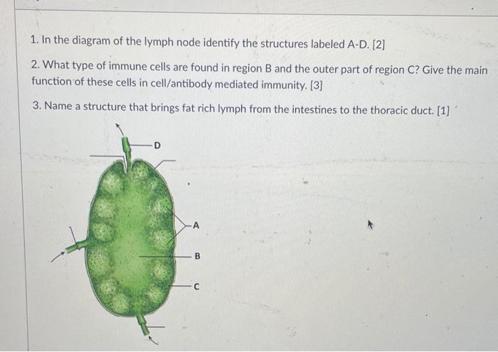 Solved 1. In the diagram of the lymph node identify the | Chegg.com