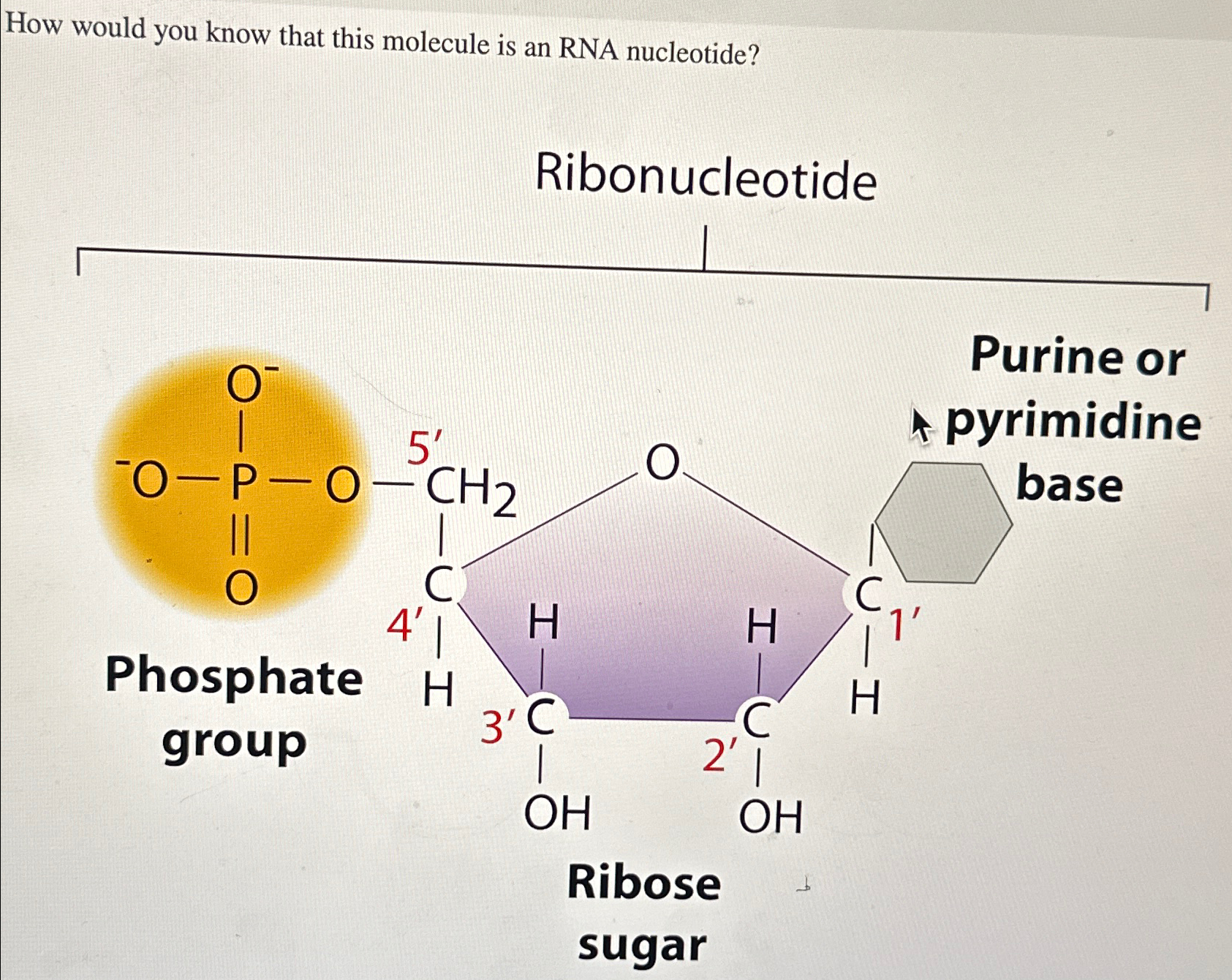Solved How would you know that this molecule is an RNA | Chegg.com