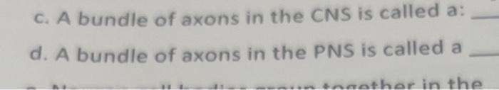 a nerve is a bundle of axons in the cns