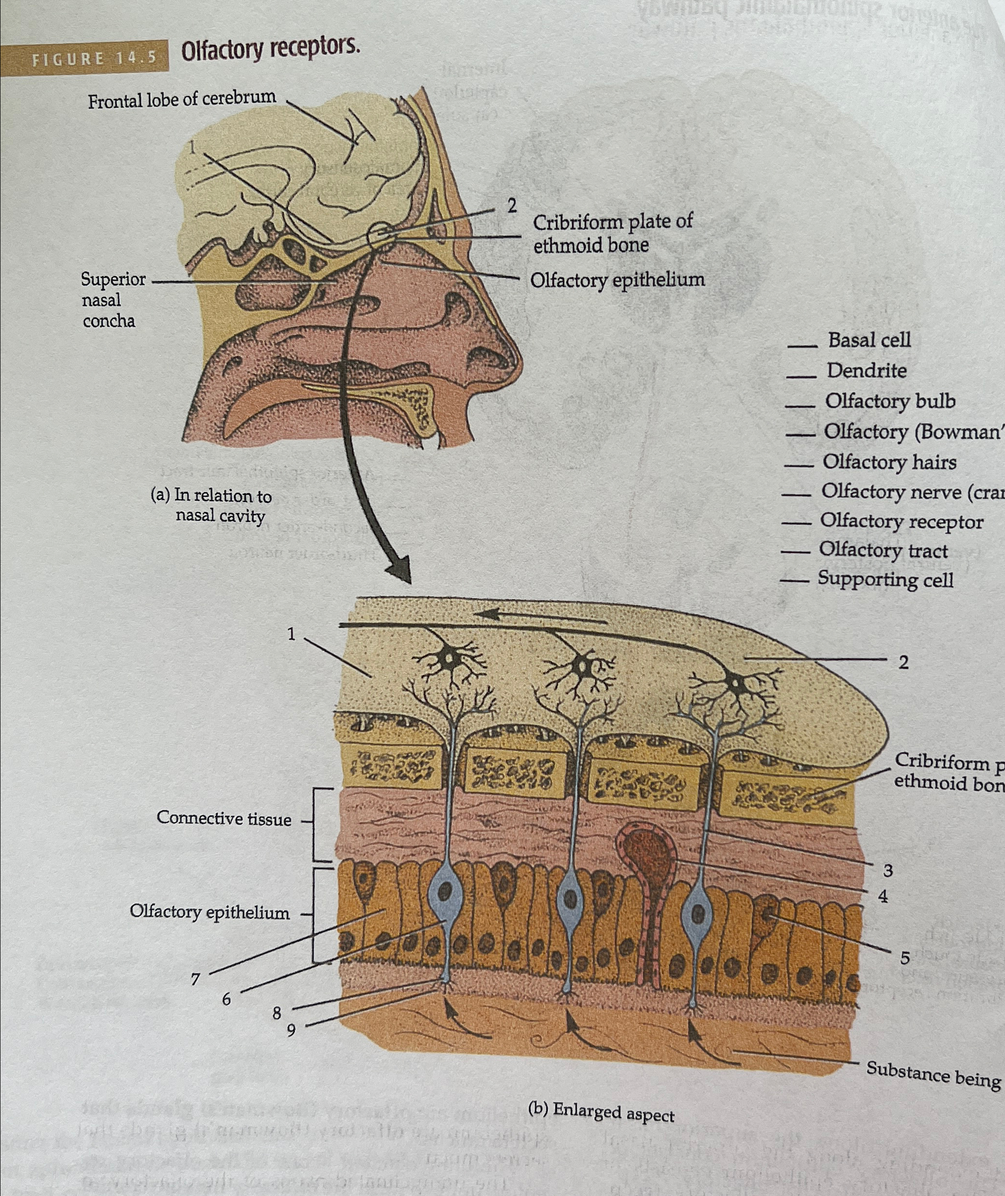 Solved FIGURE 14.5 ﻿Olfactory receptors.(b) ﻿Enlarged aspect | Chegg.com