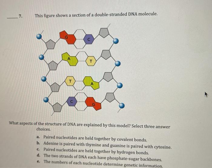 Solved 7 This Figure Shows A Section Of A Double Strand Chegg Com