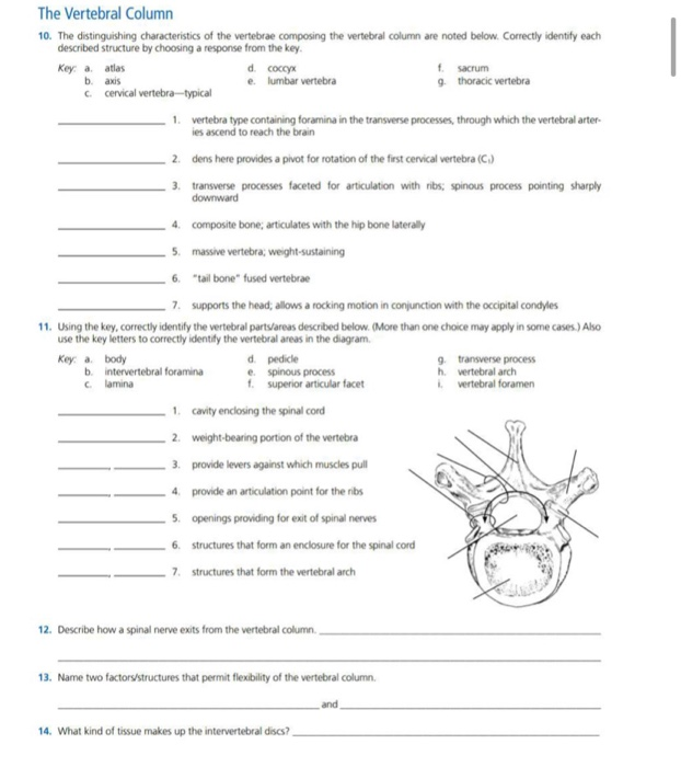 Solved The Vertebral Column 10. The distinguishing | Chegg.com