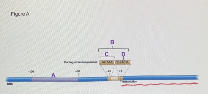 Solved Examine Figure A (click here). What kind of gene is | Chegg.com