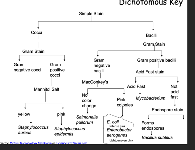 Solved 1. The dichotomous key provided below at the end | Chegg.com