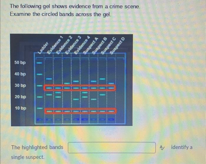 The following gel shows evidence from a crime scene. | Chegg.com