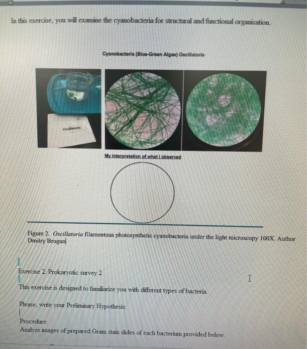 oscillatoria bacteria labeled