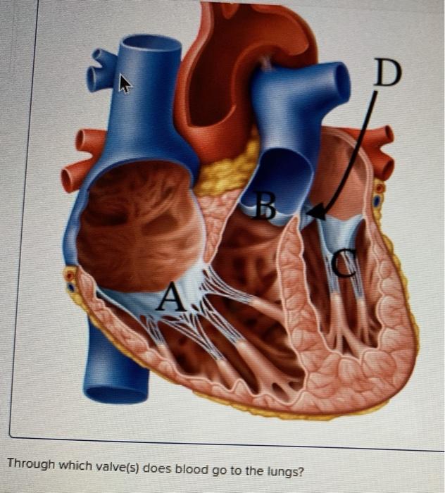 D A Through which valve(s) does blood go to the lungs?