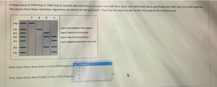 Solved A linear piece of DNA that is 14.b long is cut with | Chegg.com