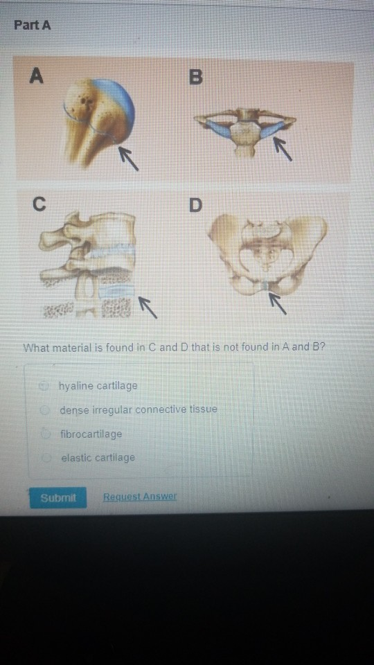 Solved Part A А B C D What material is found in C and D that | Chegg.com