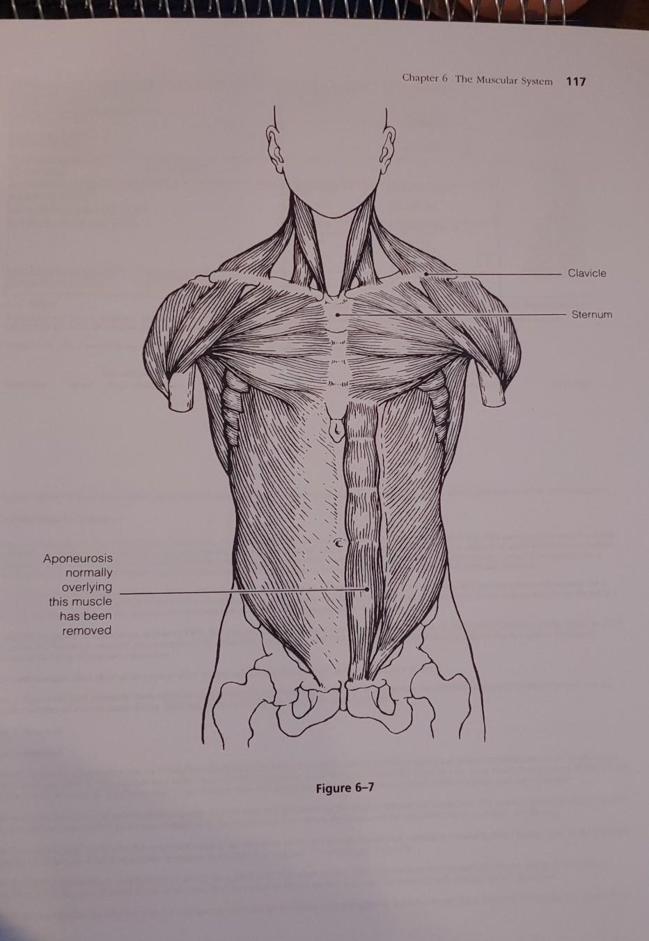 Chapter 6 The Muscular System Figure 6-6 - pic-user