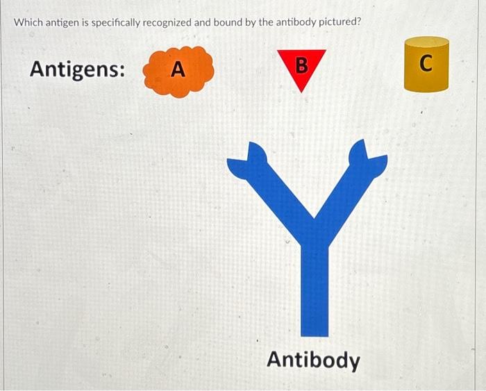 Solved Which antigen is specifically recognized and bound by