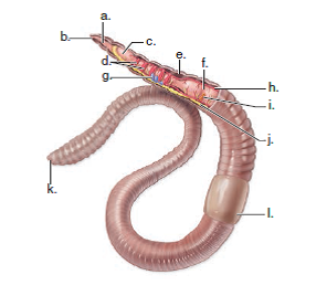 Solved: Label the parts of an earthworm in the following illust ...