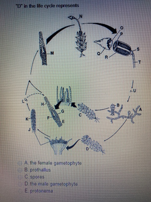 Solved "D" in the life cycle represents LEGE AS til Won A. | Chegg.com