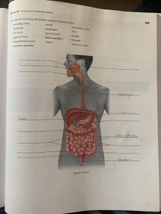 Solved 30 Anatomy of the Digestive System label the | Chegg.com