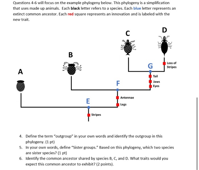 Solved Questions 4-6 Will Focus On The Example Phylogeny | Chegg.com