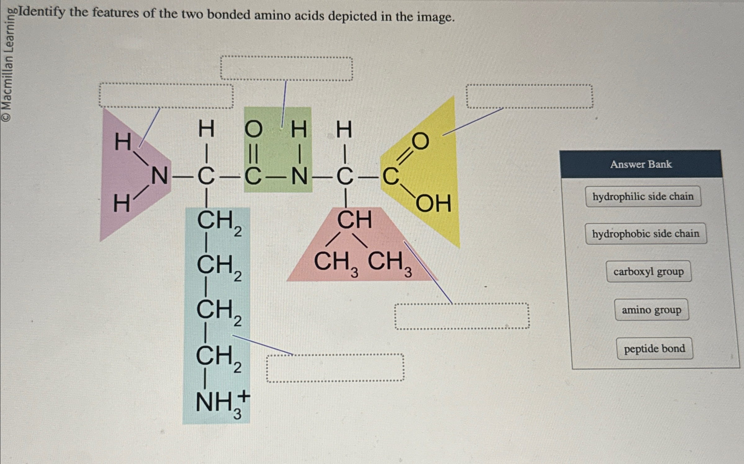 Solved woIdentify the features of the two bonded amino acids | Chegg.com
