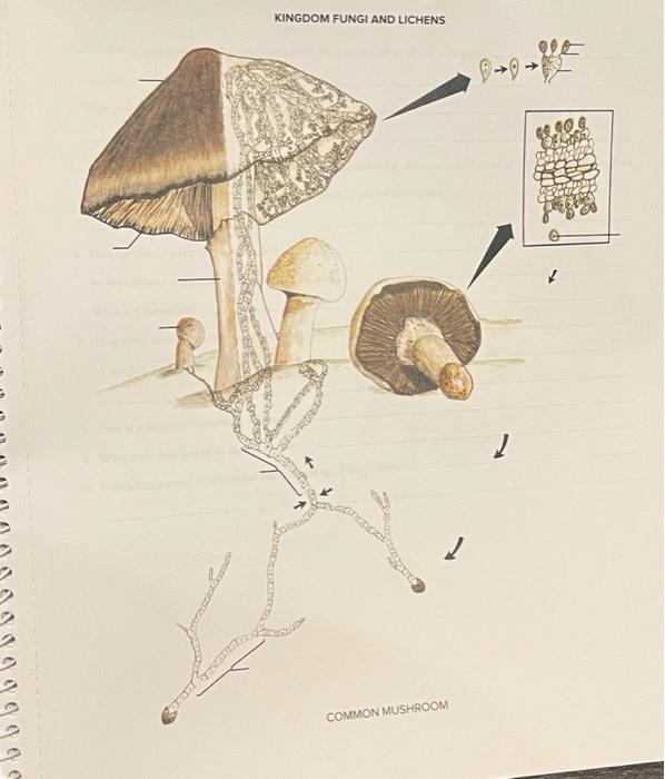 fungi diagram kingdom