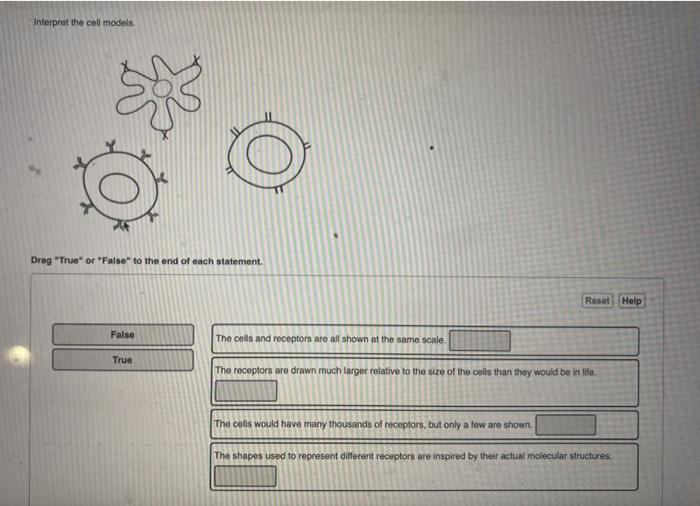 Solved Interpret the cell models o Drag "True" or "False" to | Chegg.com