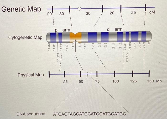 Solved I. DETERMINING GENE ORDER We want to map the distance