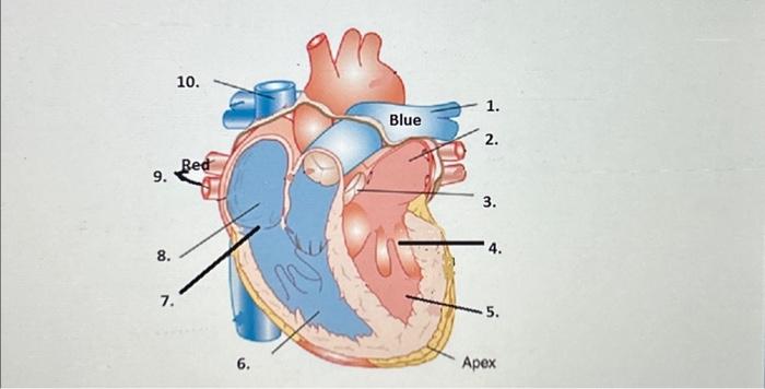 Solved Label the components of the Heart. | Chegg.com