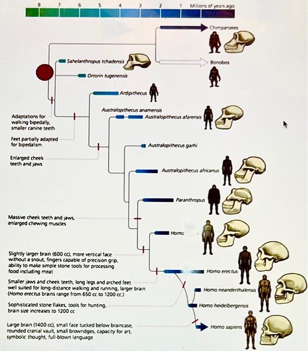 Solved Millions of years a Cumpanzees Bonobos Sahelanthropus | Chegg.com