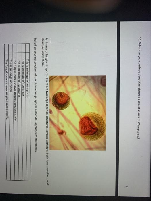 Solved 8. What can you conclude about the pictured asexual | Chegg.com