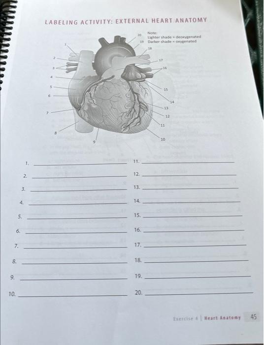 Solved LABELING ACTIVITY: EXTERNAL HEART ANATOMY veenated | Chegg.com