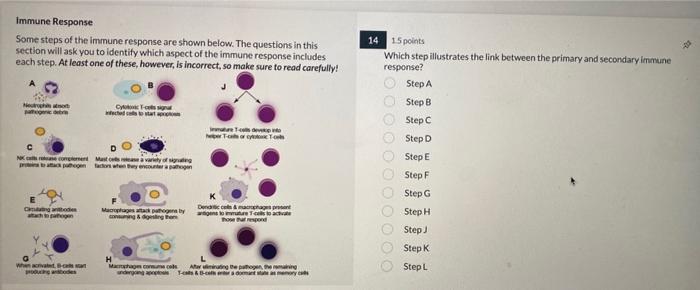 Solved Immune Response Some steps of the immune response are | Chegg.com