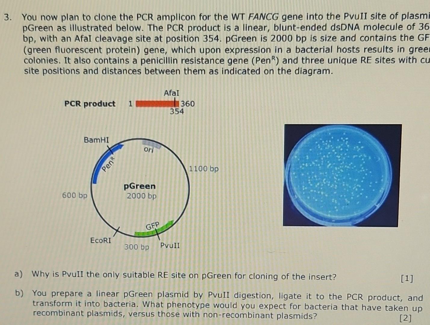 You now plan to clone the PCR amplicon for the WT FANCG gene into the PvuII site of plasm pGreen as illustrated below. The PC