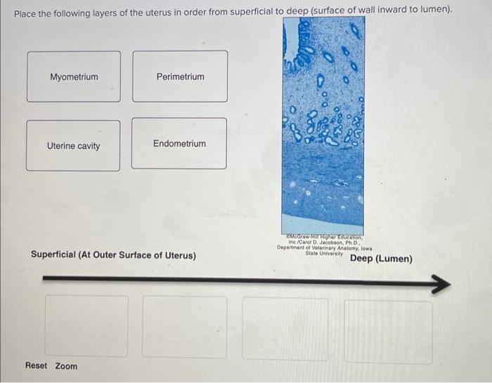 solved-place-the-following-layers-of-the-uterus-in-order-chegg