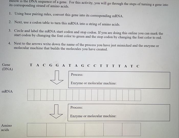 Solved Below is the DNA sequence of a gene. For this | Chegg.com
