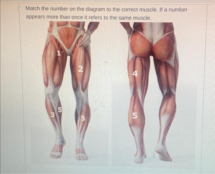Solved Match the number on the diagram to correct muscle if | Chegg.com