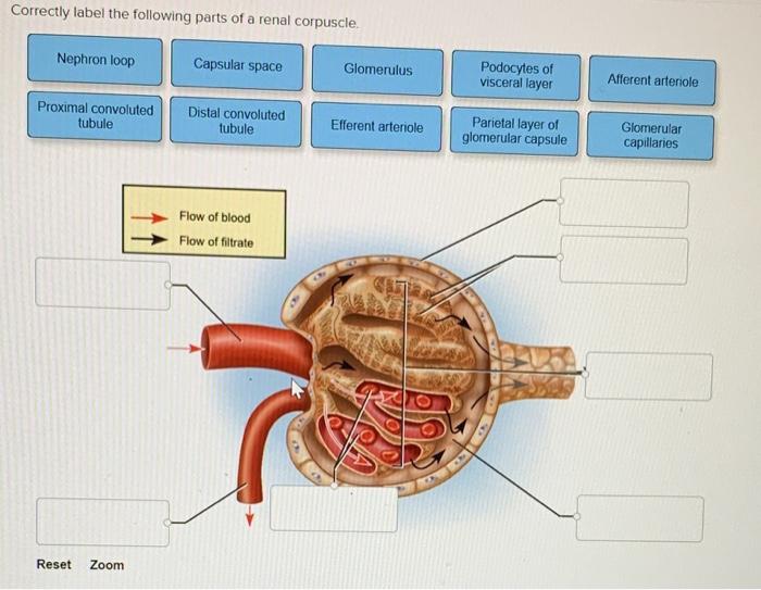 Solved Correctly label the following parts of a renal