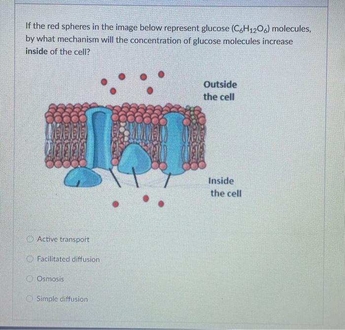 Solved What would happen to an animal cell that was placed | Chegg.com