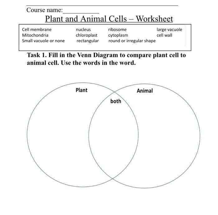 Plant And Animal Cell Venn Diagram