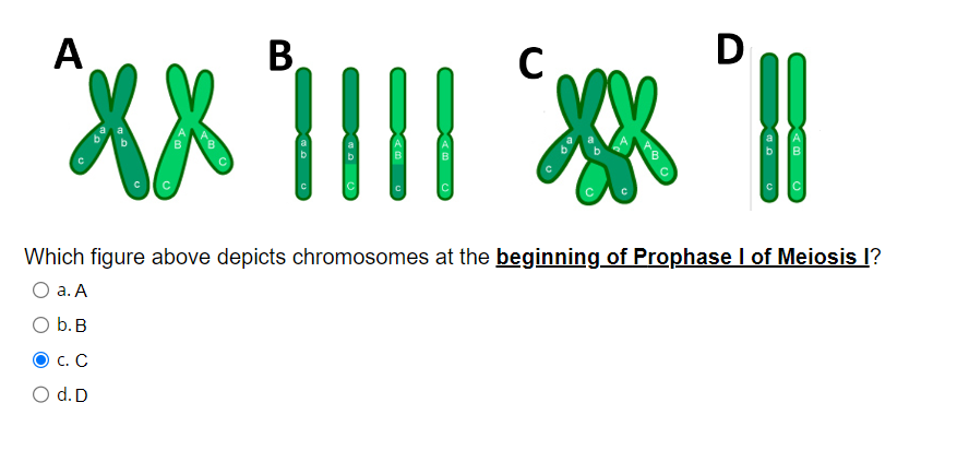 Solved Which figure above depicts chromosomes at the | Chegg.com