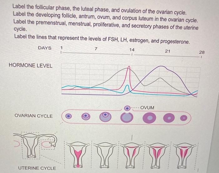 The luteal phase: what it is and why it is important - Fertilab