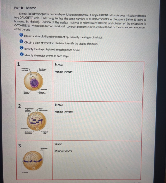 Solved PART B-MITOSIS Mitosis (cell division) is the process | Chegg.com