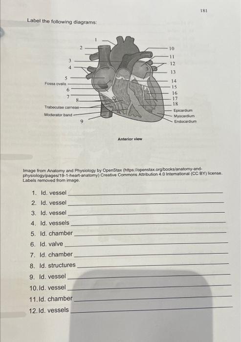 Solved Label the following diagrams: physiologypages/19-1 | Chegg.com