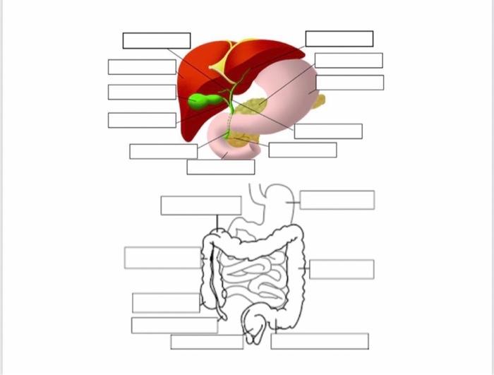 Solved ANATOMY & PHYSIOLOGY II LAB PRE-LAB: DIGESTIVE NAME: | Chegg.com