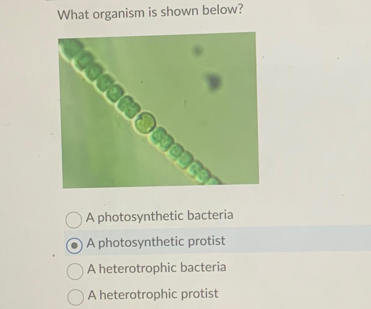 Solved What Organism Is Shown Below?A Photosynthetic | Chegg.com