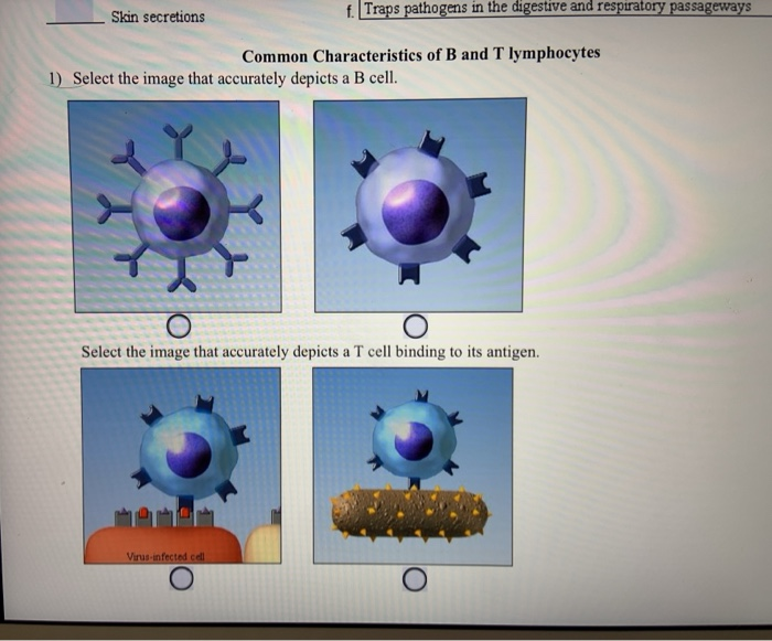 Solved Skin secretions f. Traps pathogens in the digestive