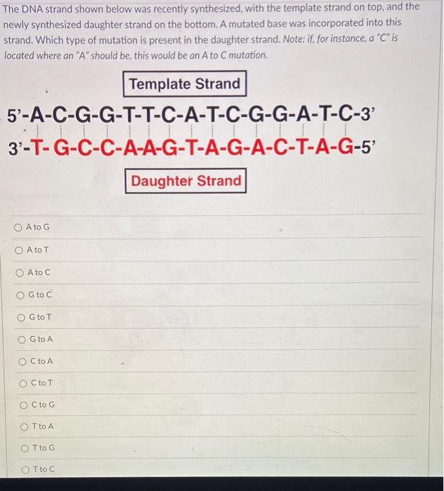 Solved The Dna Strand Shown Below Was Recently Synthesized, 