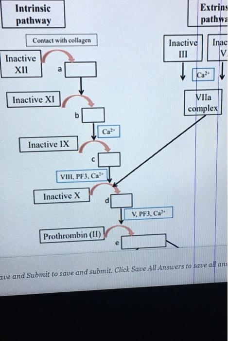 Solved Intrinsic pathway Extrins pathwa Contact with | Chegg.com